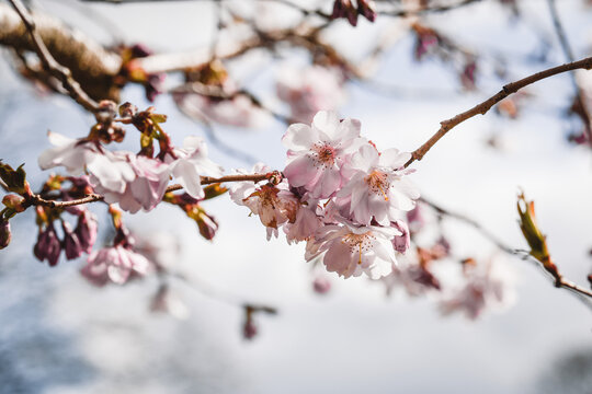 Photo of pink cherry flower blossom in spring