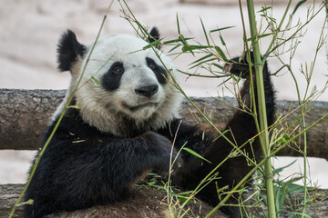 Obraz premium giant panda eating bamboo