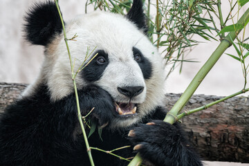 Obraz premium giant panda eating bamboo