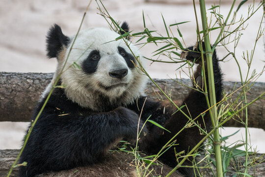 giant panda eating bamboo © Alexey Sizov