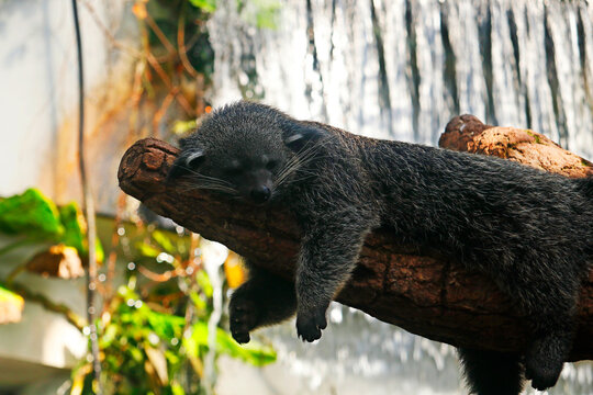 Asian palm civet, also called common palm civet, toddy cat and musang, resting on a tree