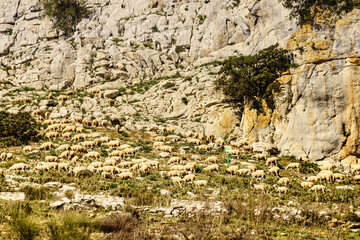 Sheeps grazing in spanish mountains.