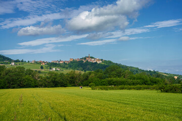 Obraz na płótnie Canvas Vineyards on the Tortona hills at springtime