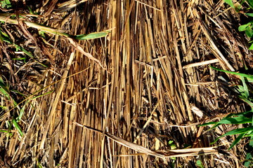 dried grass by the road