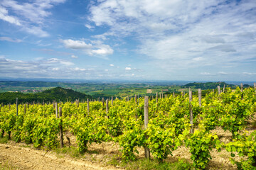 Fototapeta na wymiar Vineyards on the Tortona hills at springtime