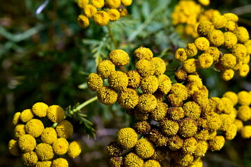 tansy flower in the meadow