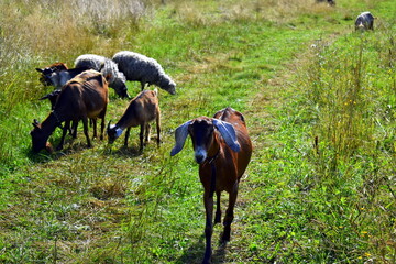small livestock in the meadow