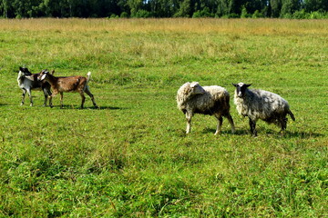 sheep and goats in the meadow