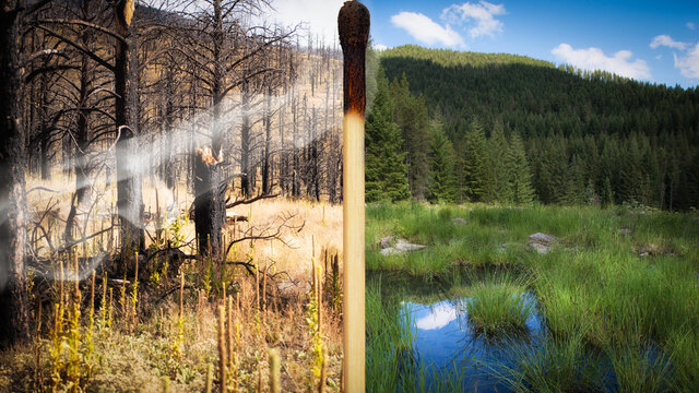 Burnt matchstick separating a fire ravaged forest from a lush forest landscape, California, USA