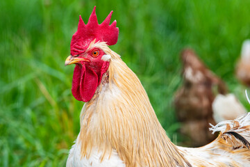 chicken in free range outdoor