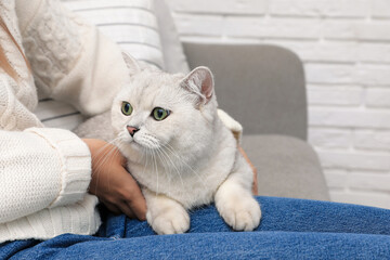 Adorable white British Shorthair cat with his owner near brick wall, closeup. Cute pet