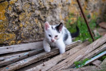 Little black and white kitten.