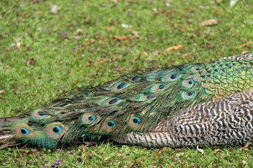 The Decorated Tail Feathers of an Adult Peacock Bird.