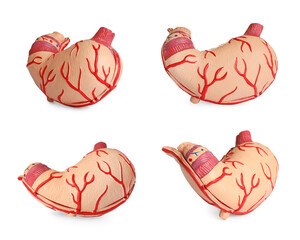 Set with anatomical models of stomach on white background. Gastroenterology