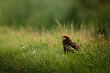 Western marsh harrier juvenile - Circus aeruginosus