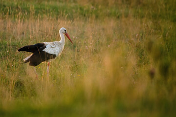 White stork on meadow
