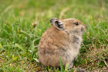 Plateau Pika