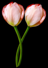 Red tulips flowers  on black isolated background with clipping path. Closeup. For design. Nature.