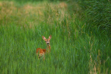 Fawn in the grass