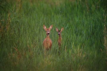 Roe deer and a fawn