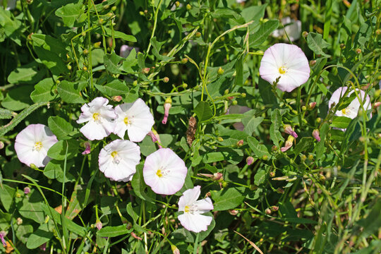 Bl&uuml;hende Ackerwinde, Convolvulus arvensis, Nahaufnahme