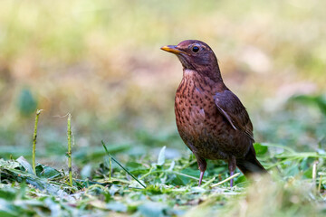 Common blackbird female (Turdus merula).