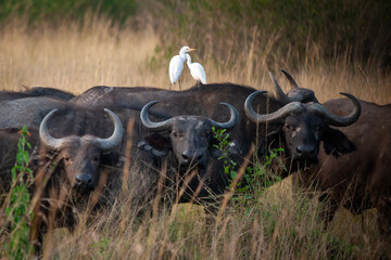African buffalo with egret on back in Queen Elizabeth Park, Uganda