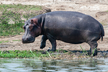 hippo (Hippopotamus amphibius), Queen Elizabeth Park, Uganda.