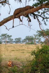 Fototapeta na wymiar The famous Lions climbing trees in Queen Elizabeth National Park in Uganda