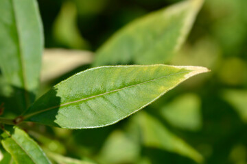 Gooseneck loosestrife