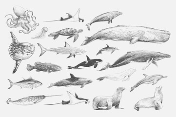 Fototapeta premium Illustration drawing style of marine life collection