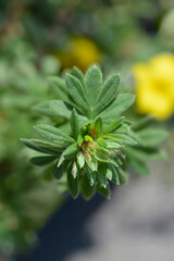 Shrubby Cinquefoil Goldteppich