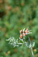 Hairy canary clover