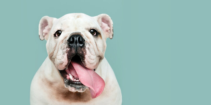 Adorable white Bulldog puppy portrait