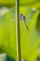 Blue dragonfly