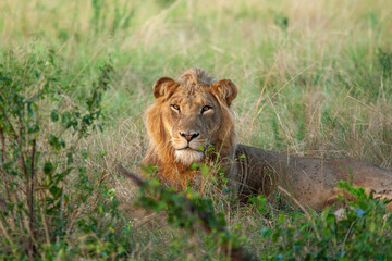 The famous Lions climbing trees in Queen Elizabeth National Park in Uganda