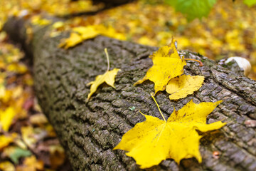 Maple yellow leaves lying on a fallen tree trunk, bark texture. Bright natural autumn landscape. A walk in the forest, woods. Magical autumnal woodland scene background. Uprooted trees. No people.