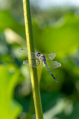 Blue dragonfly
