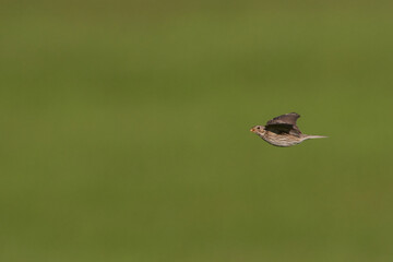 Grauammer im Flug