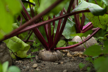 Beet in the garden close up