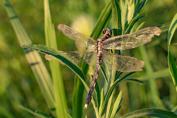 Dragonfly