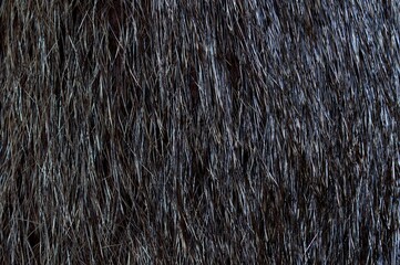 The texture of sable fur. Background for the design