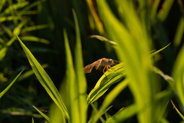 Dragonfly