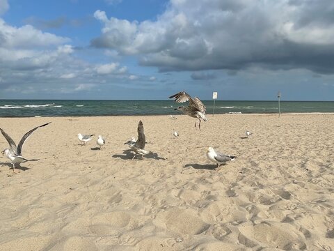 seagull on the beach