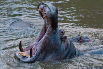 Fototapeta premium Hippo (Hippopotamus amphibius), Queen Elizabeth Park, Uganda.