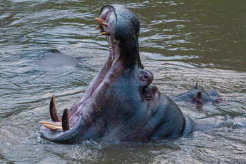 Hippo (Hippopotamus amphibius), Queen Elizabeth Park, Uganda.