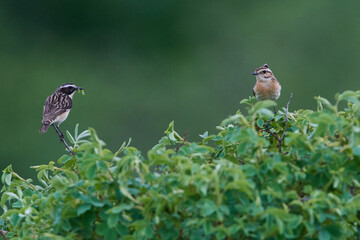 Braunkehlchen Männchen und Weibchen