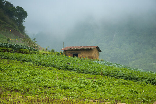 Farmhouse and vegetable fields