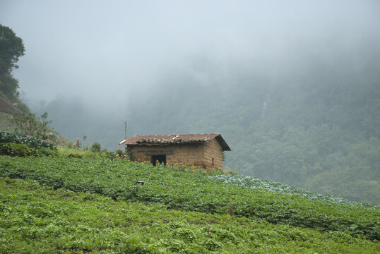Farmhouse and vegetable fields