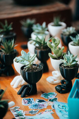 Succulents on pots